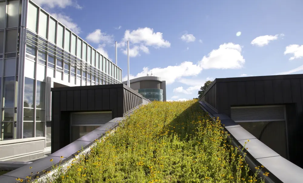 Tremco vegetated roof next to glass building.